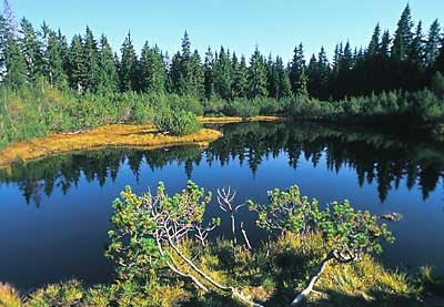 Šumava - Tříjezerní slať