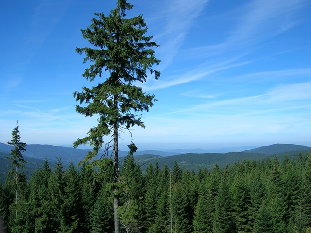 Eindeloze bossen van het Boheemse Woud